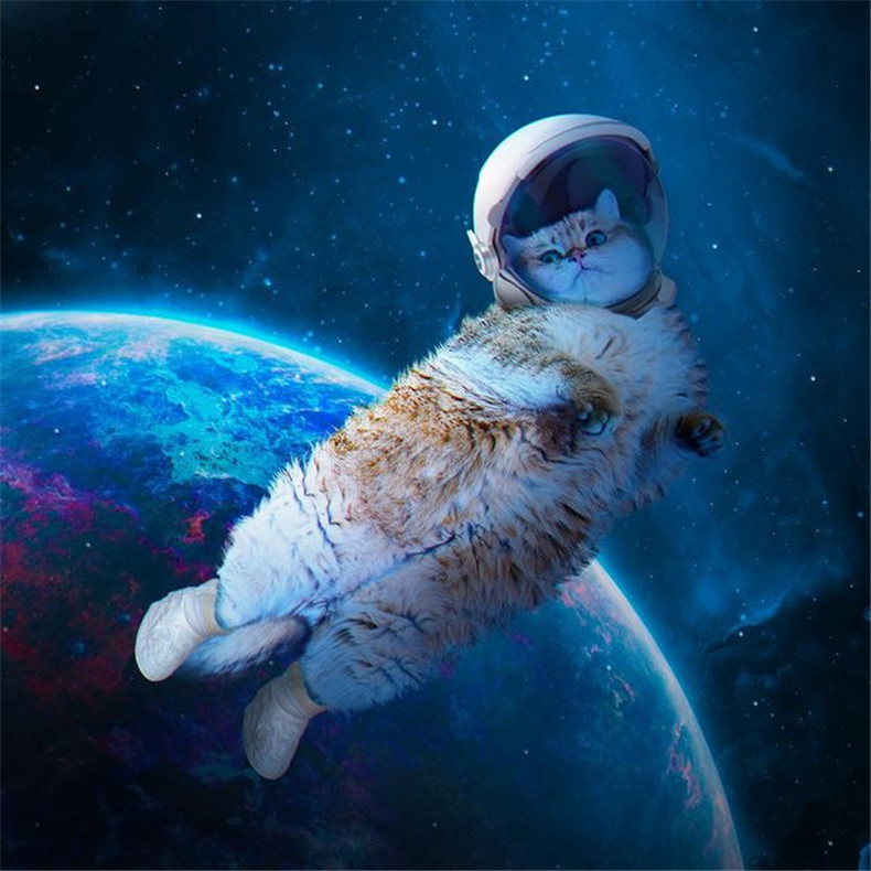 图片[5]-网红猫《Hosico》专业开箱「错视黑洞地毯」，究竟喵皇使用满意度如何？-真好呀