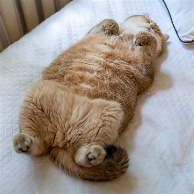 图片[3]-网红猫《Hosico》专业开箱「错视黑洞地毯」，究竟喵皇使用满意度如何？-真好呀