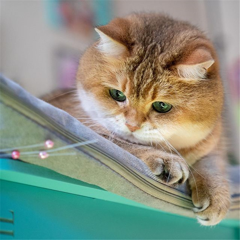 网红猫《Hosico》专业开箱「错视黑洞地毯」,究竟喵皇使用满意度如何?-真好呀