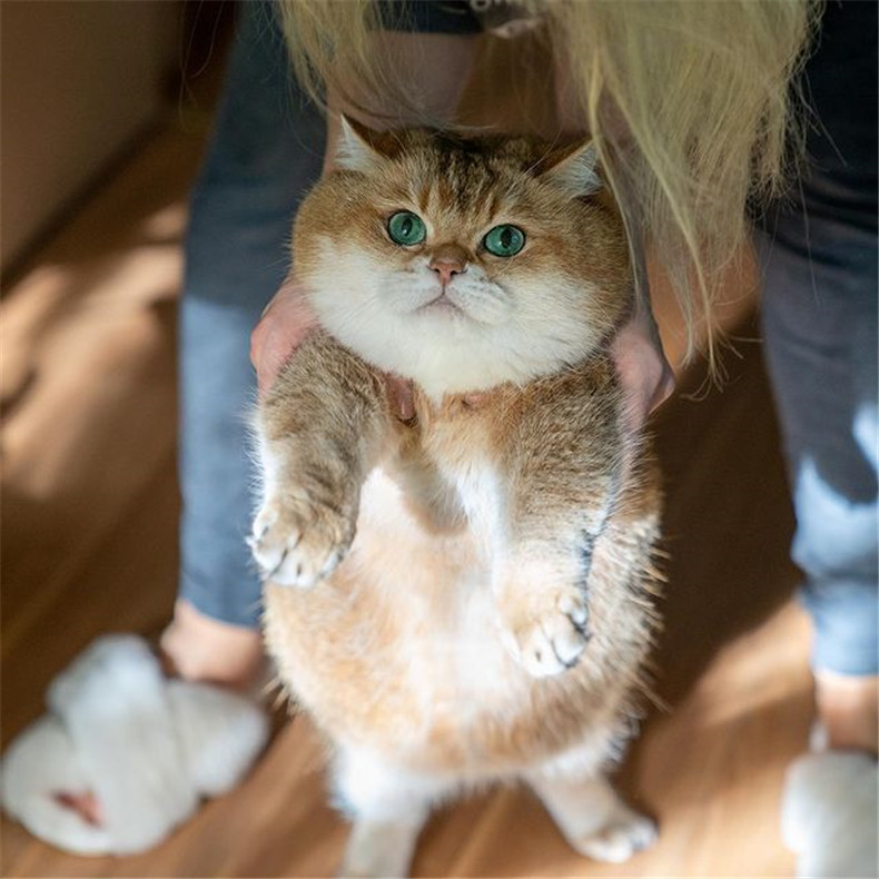 图片[2]-网红猫《Hosico》专业开箱「错视黑洞地毯」，究竟喵皇使用满意度如何？-真好呀