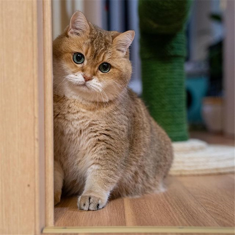 图片[4]-网红猫《Hosico》专业开箱「错视黑洞地毯」，究竟喵皇使用满意度如何？-真好呀